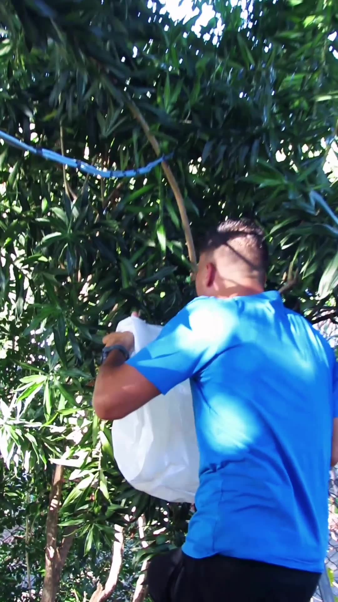 Video thumbnail for El Panal de Abejas