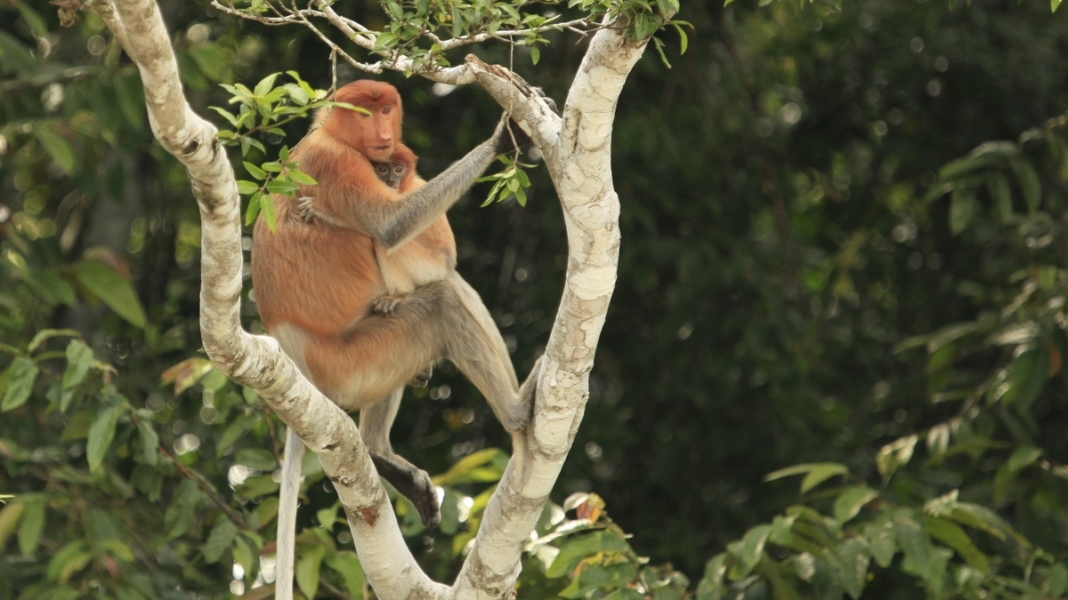 'Video thumbnail for Kinabatangan Oxbow-Lake | Borneo'