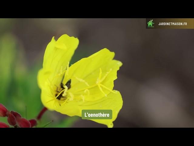 Video thumbnail for 10 plantes à floraison jaune à planter dans son jardin