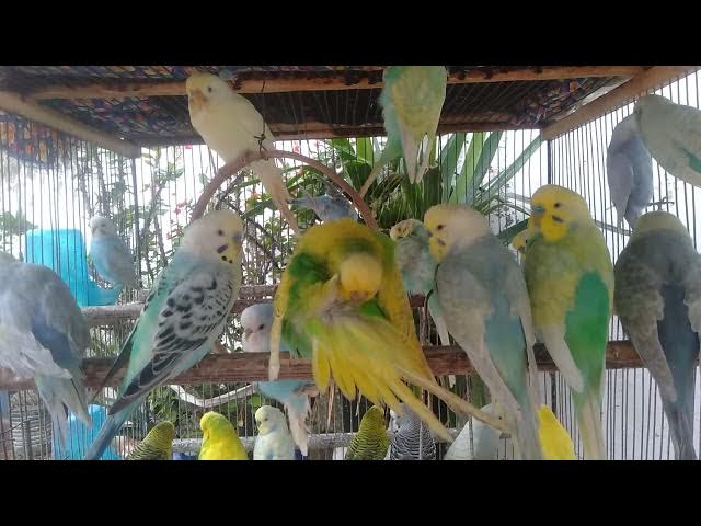 Video thumbnail for 🎶 “Canto natural para relaxar, estudar ou meditar 💚”