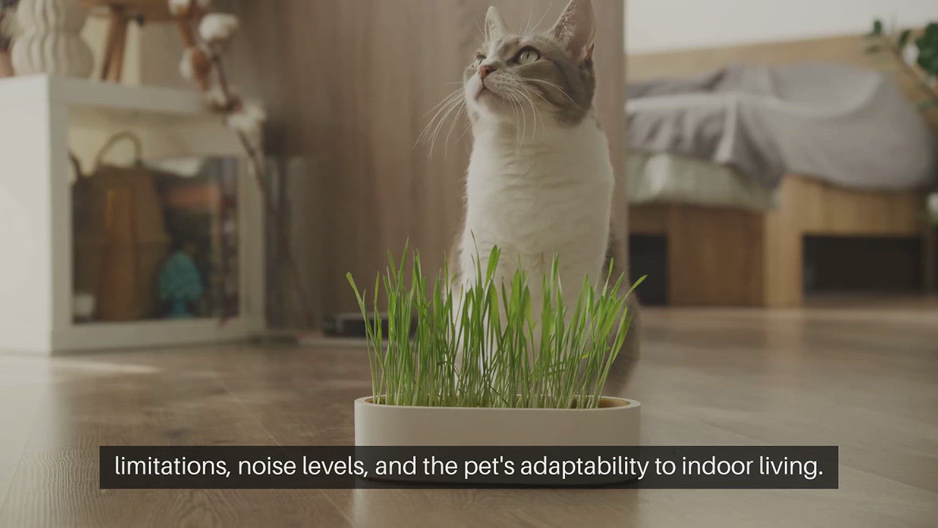 Video thumbnail for Best Pets for Apartments Space-Saving Options