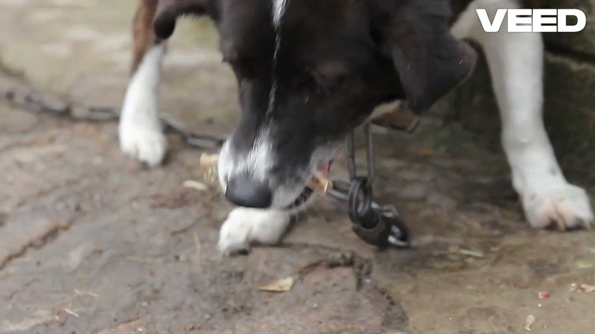 Video thumbnail for Switching to Fresh Dog Food_ Wow! Fresh Pet Dog Food