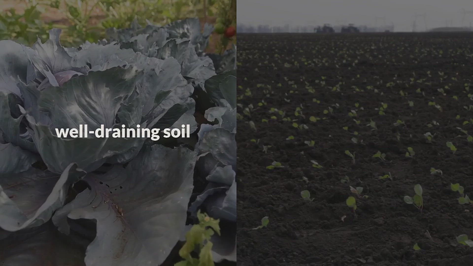 'Video thumbnail for Tips for Growing Purple Cabbage in the Garden'