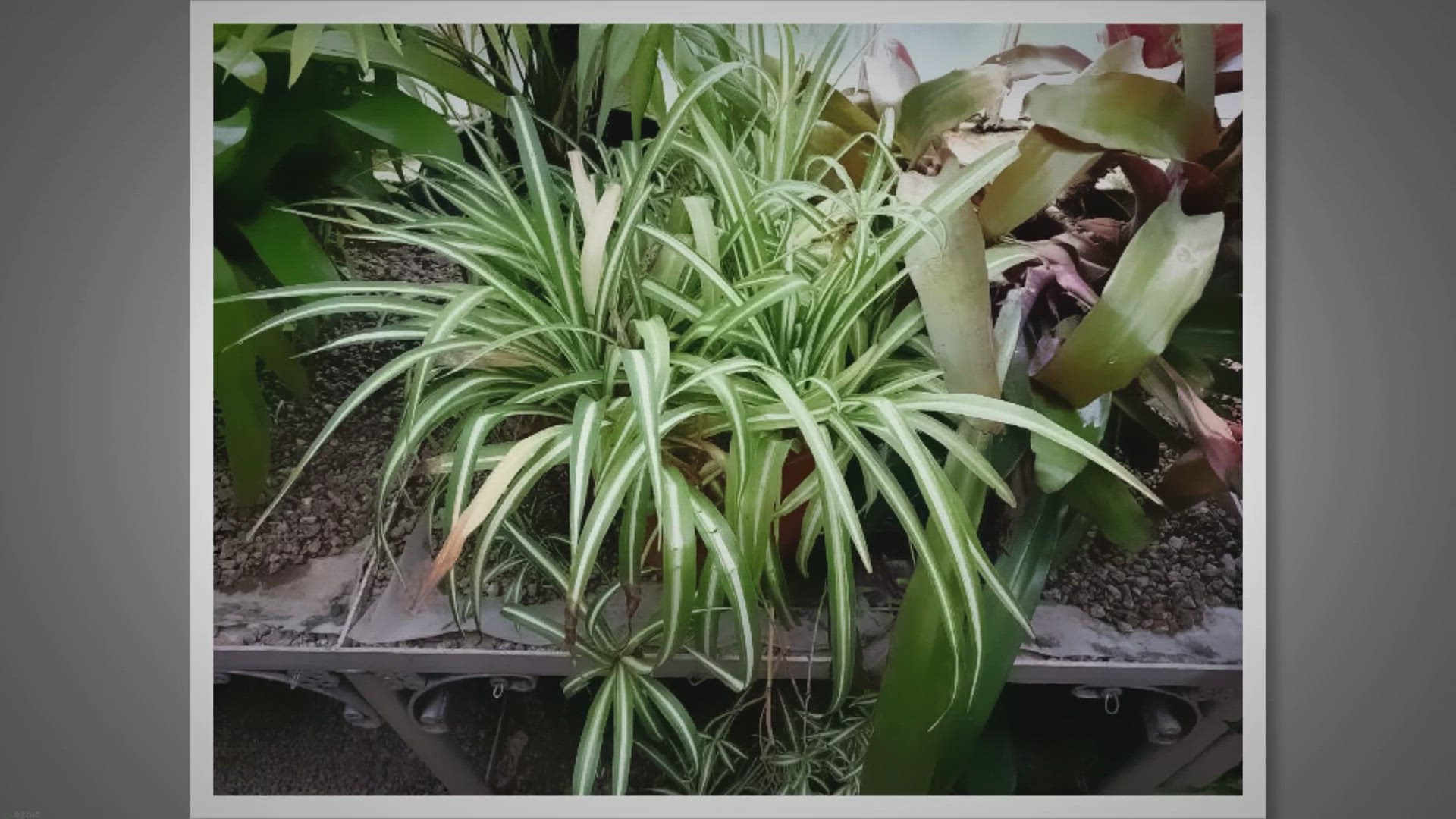 Video thumbnail for 6 manieren om je spinplant met gele bladeren te helpen