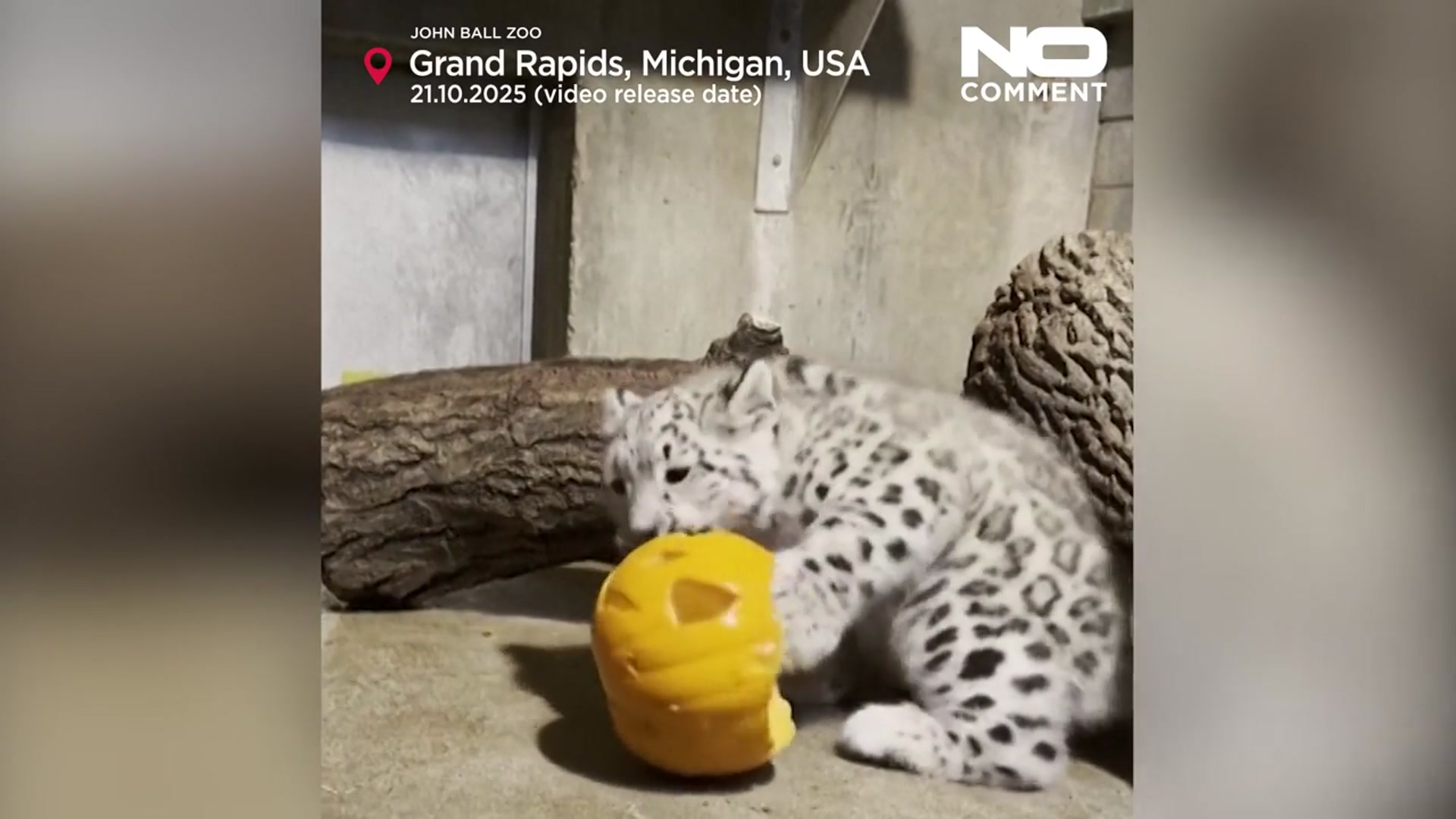 'Video thumbnail for Baby snow leopard sees a pumpkin for the first time'