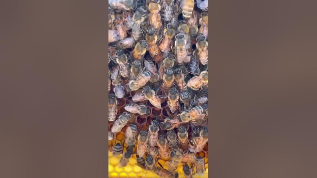 Video thumbnail for 12 November 2023