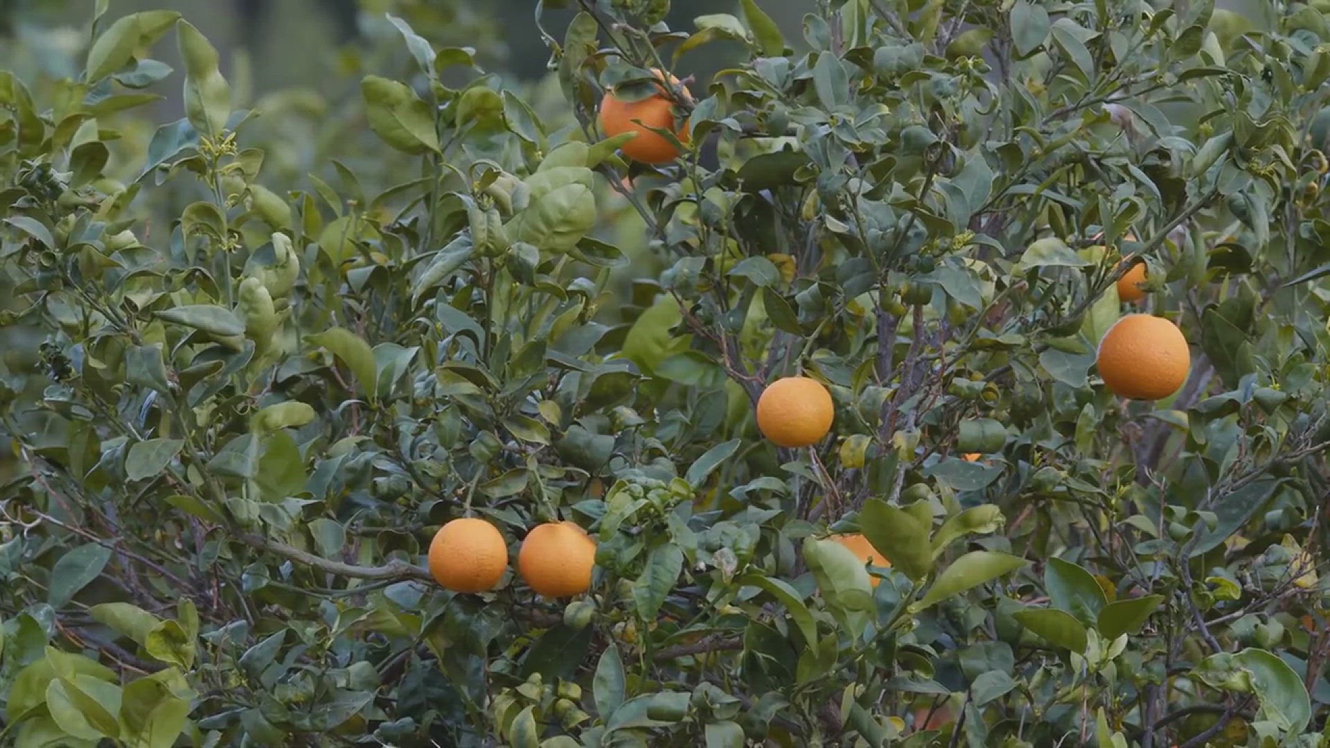 'Video thumbnail for Tips for Growing Mandarins in Your Backyard'
