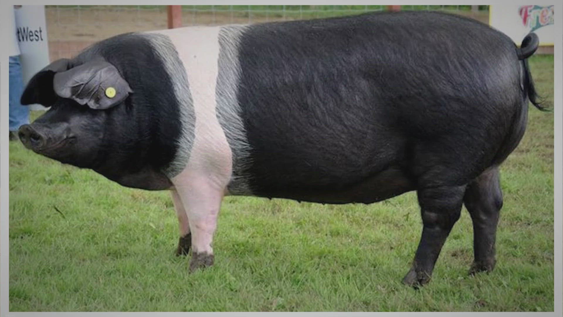 Video thumbnail for Wessex Saddleback Pigs: A History and Traits Guide