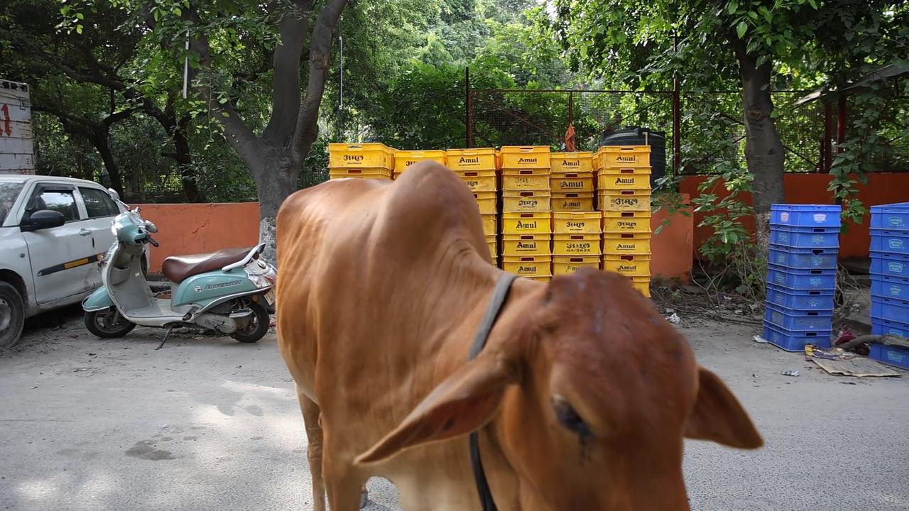 Video thumbnail for India: Stacks of milk carets.