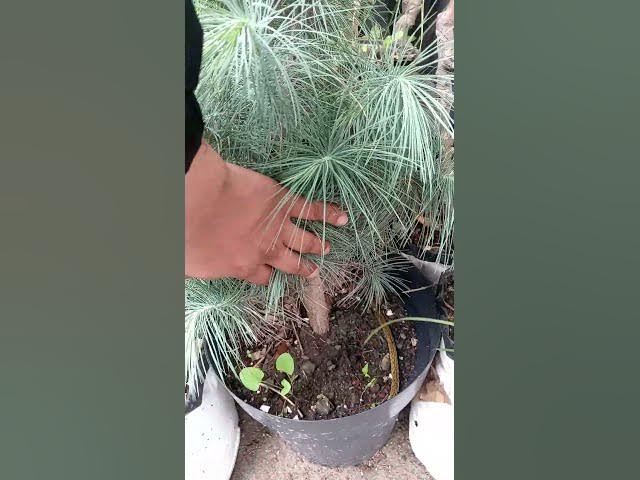 Video thumbnail for 🔥Venta PIÑON  AZUL Gigante. Árboles Paisajismo.🌿🎉 #plakarqshop #vivero #paisajismo #ventas