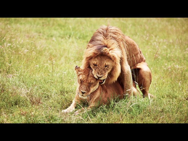 Video thumbnail for Lions On Honeymoon: The Deadliest Mating Ritual 👌🦁