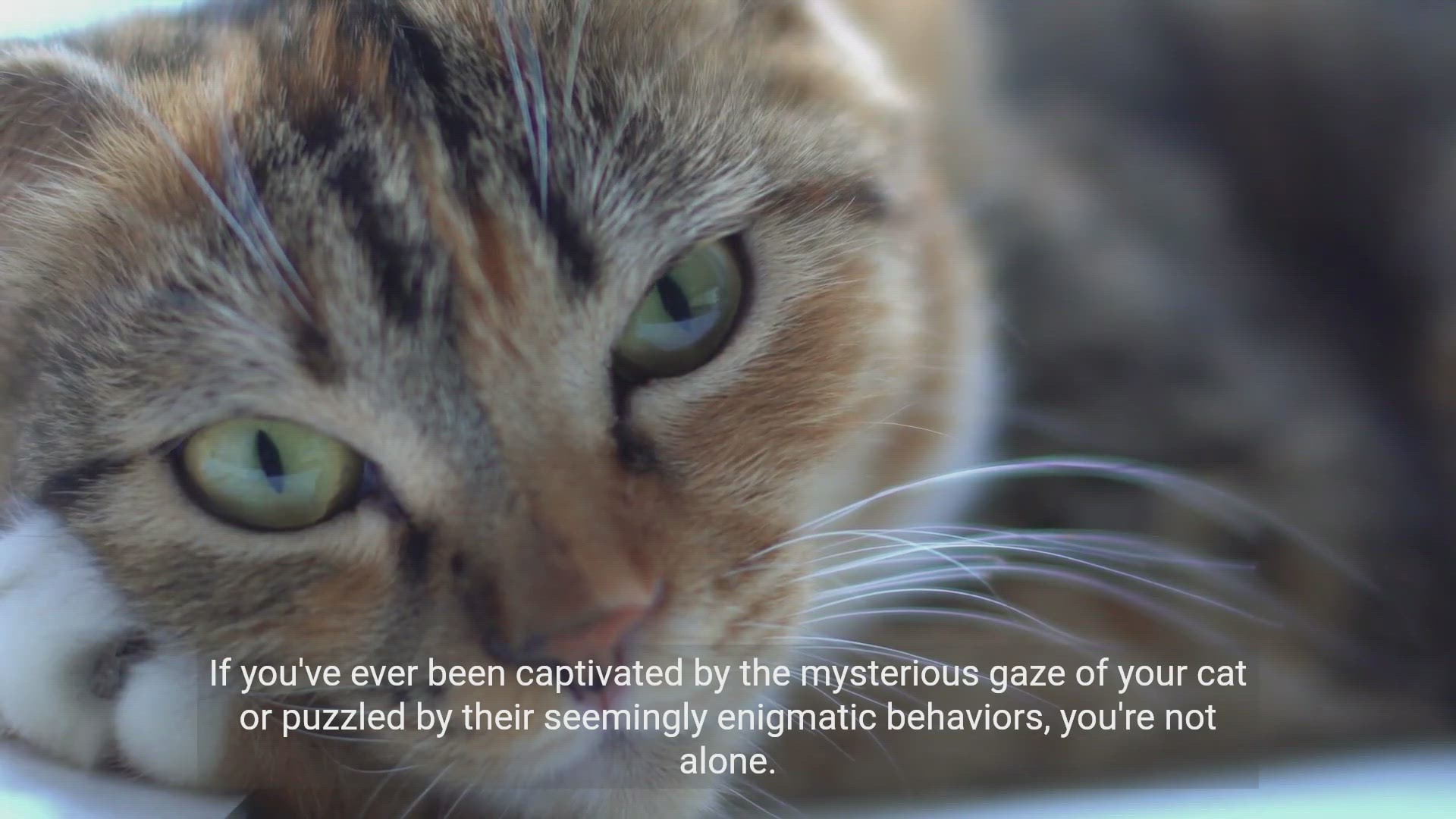 'Video thumbnail for Cat Mysteries Revealed : Understanding Your Cat's Behavior'