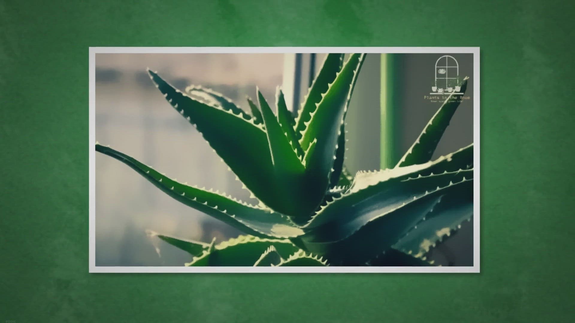 'Video thumbnail for How to Incorporate Aloe Vera Plants into Your Home Decor?'