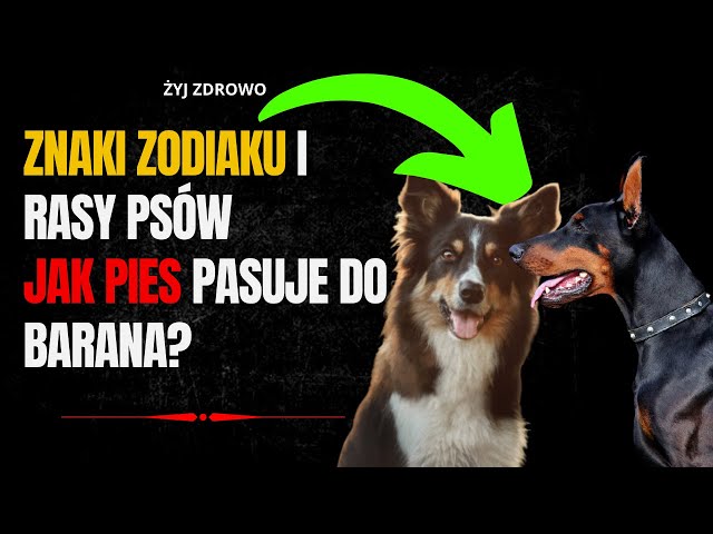 Video thumbnail for Znaki Zodiaku I Rasy Psów Jak Pies Pasuje Do Barana