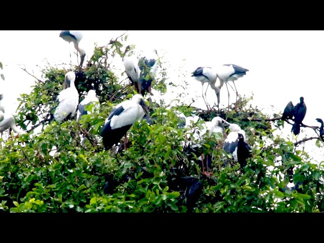 Video thumbnail for រស់នៅដោយសេរីភាព សត្វក្រៀល ធ្វើសំបុកនៅទីនេះច្រើនណាស់