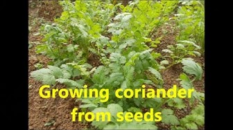 'Video thumbnail for Growing coriander plant from seeds./How to grow coriander in your home garden.'