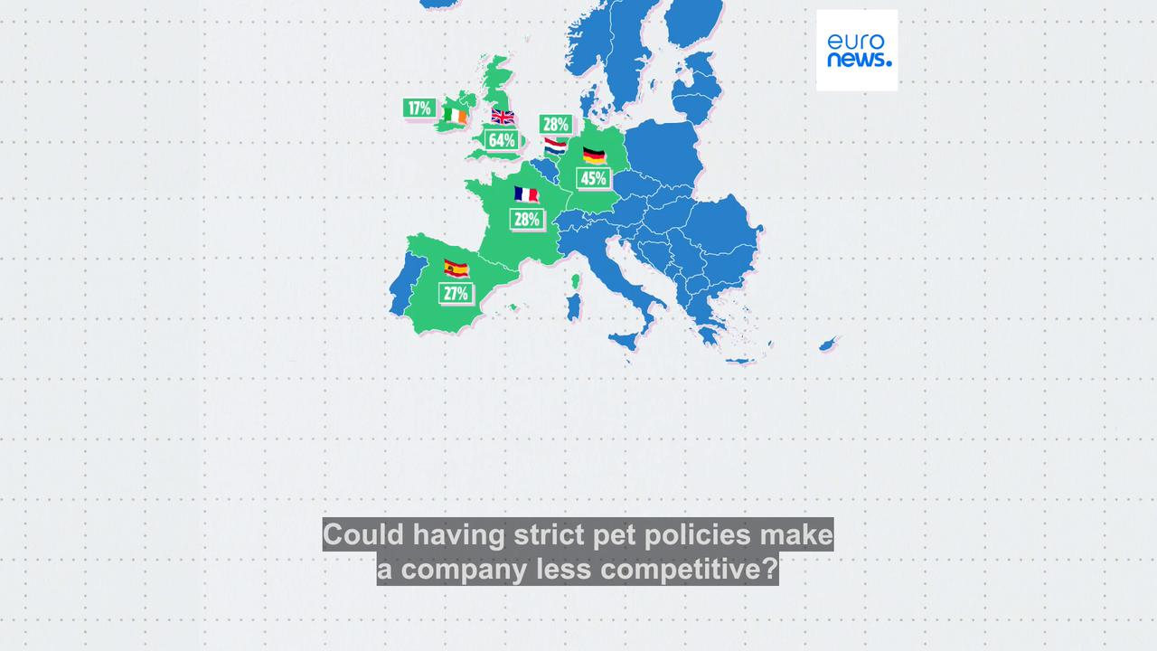 Video thumbnail for Dogs and cats at work: Yes or no? Here are Europe's most pet-friendly countries
