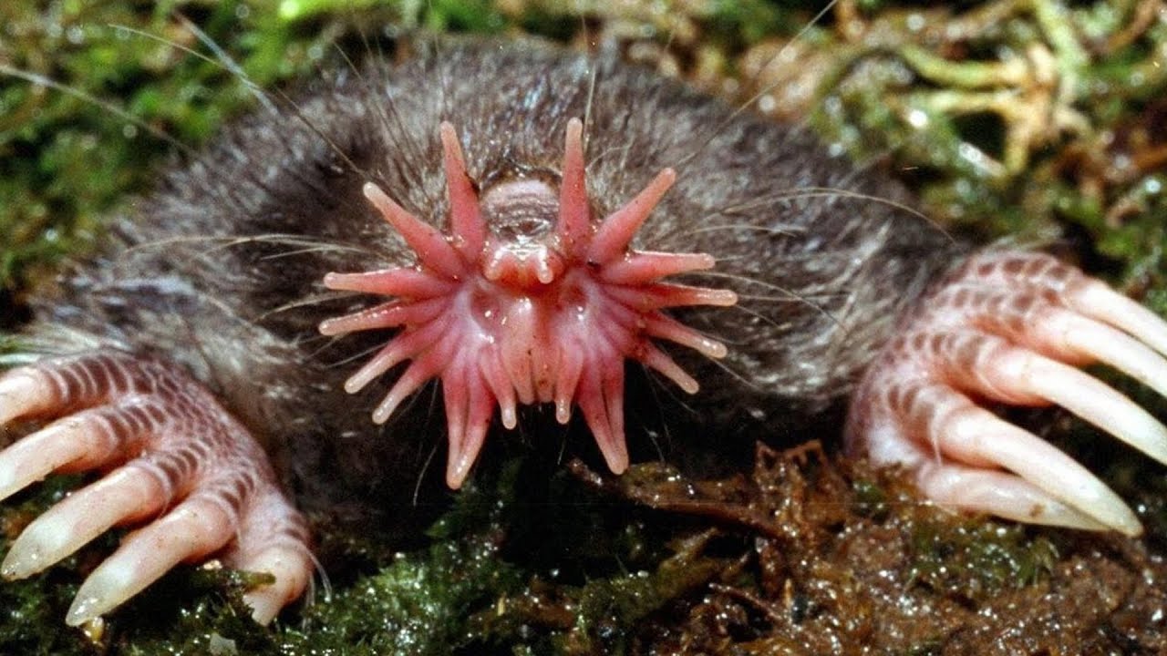 Video thumbnail for 10 creatures you won't believe actually exist - Part 2!