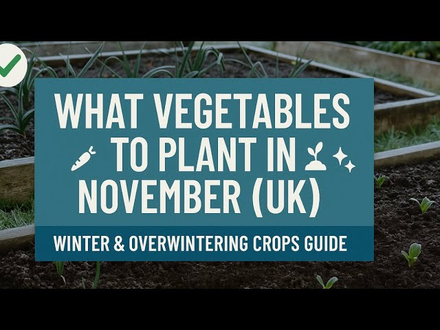 Video thumbnail for 🎥 ✅ What Vegetables to Plant in November (UK) 🥕🌱 | Winter & Overwintering Crops Guide ❄️✨