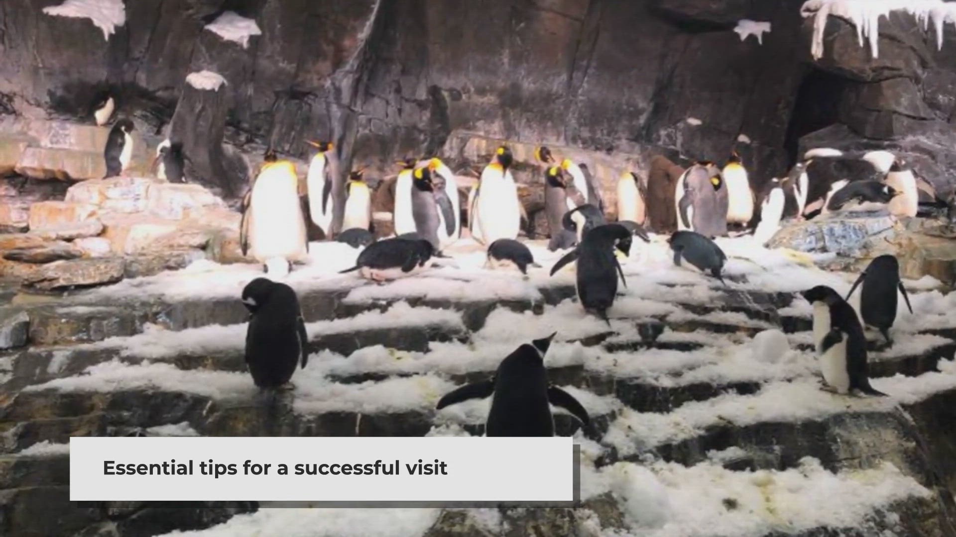 Video thumbnail for Maximize Your Visit to SeaWorld Orlando: Essential Tips for a Successful Trip