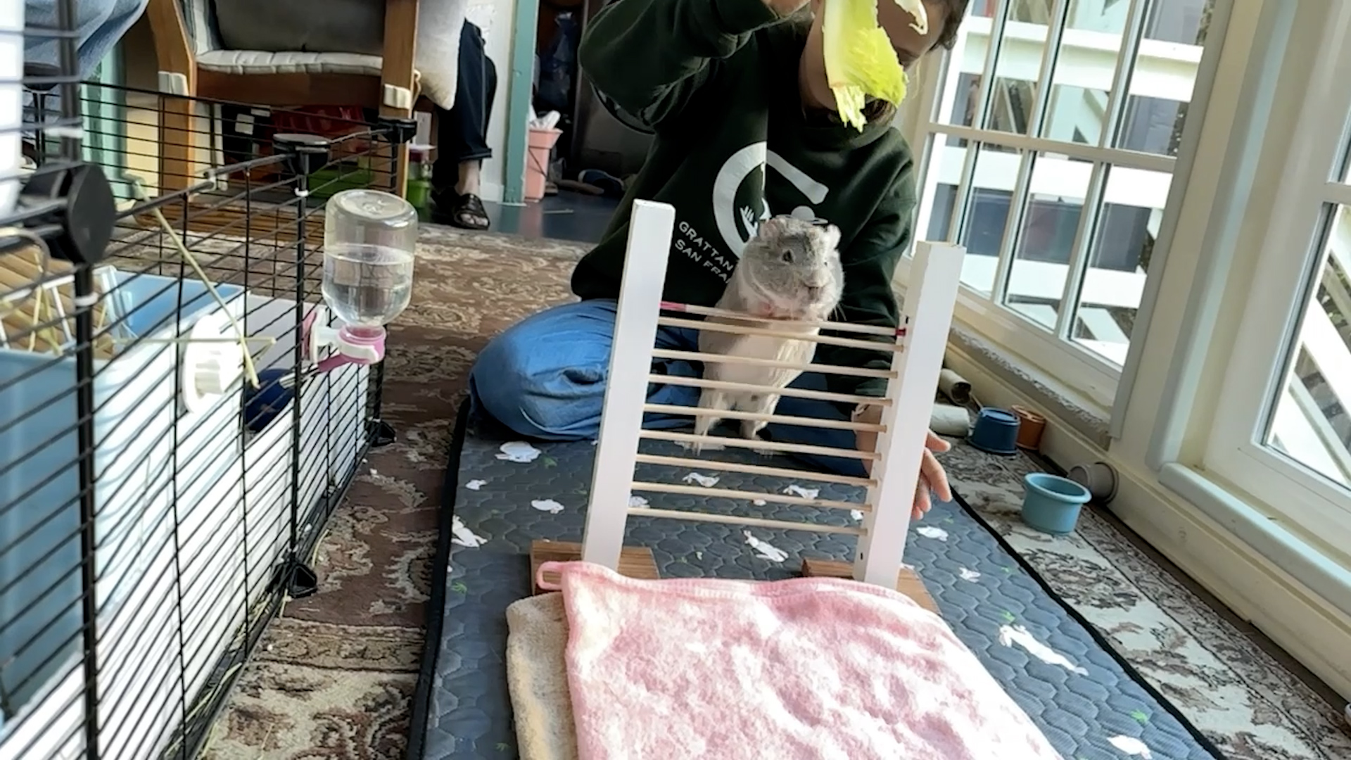 Video thumbnail for Highest bar jump by a guinea pig  26.67 cm (10.5 in)