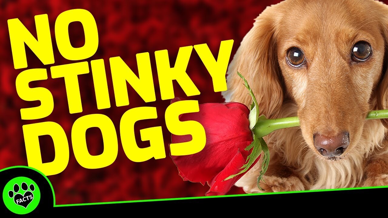 Video thumbnail for Top 10 Dog Breeds That Don't Smell: Fresh & Low-Odor Pooches Perfect for Your Home!