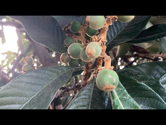 Video thumbnail for Jam, Medicine, Oxymels & Coming Spring