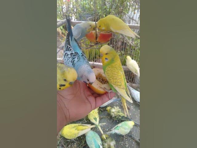 Video thumbnail for 🛍️日本で見つけた便利インコグッズ🐦✨ #おすすめ 🛍️