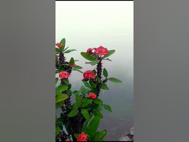 Video thumbnail for Pardesi Pardesi Jana nehi - Kumar Sanu, Alka Yagnik #viralvideo #nature #flowers #fogview