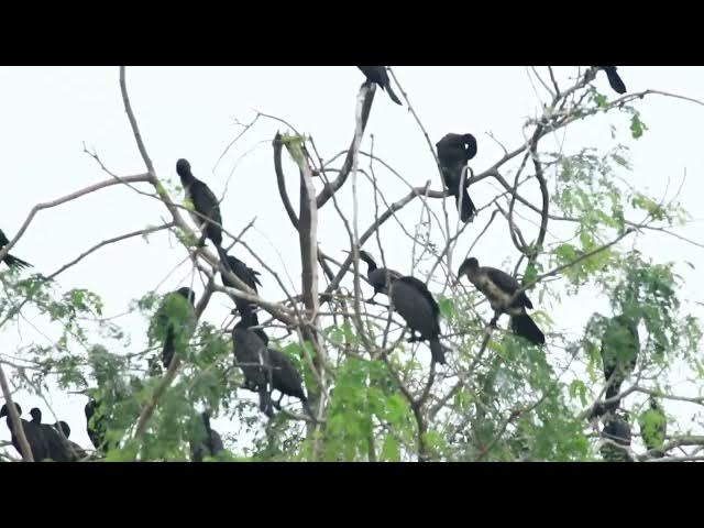 'Video thumbnail for The area of lake, black bird a lot, wild black bird on nest'