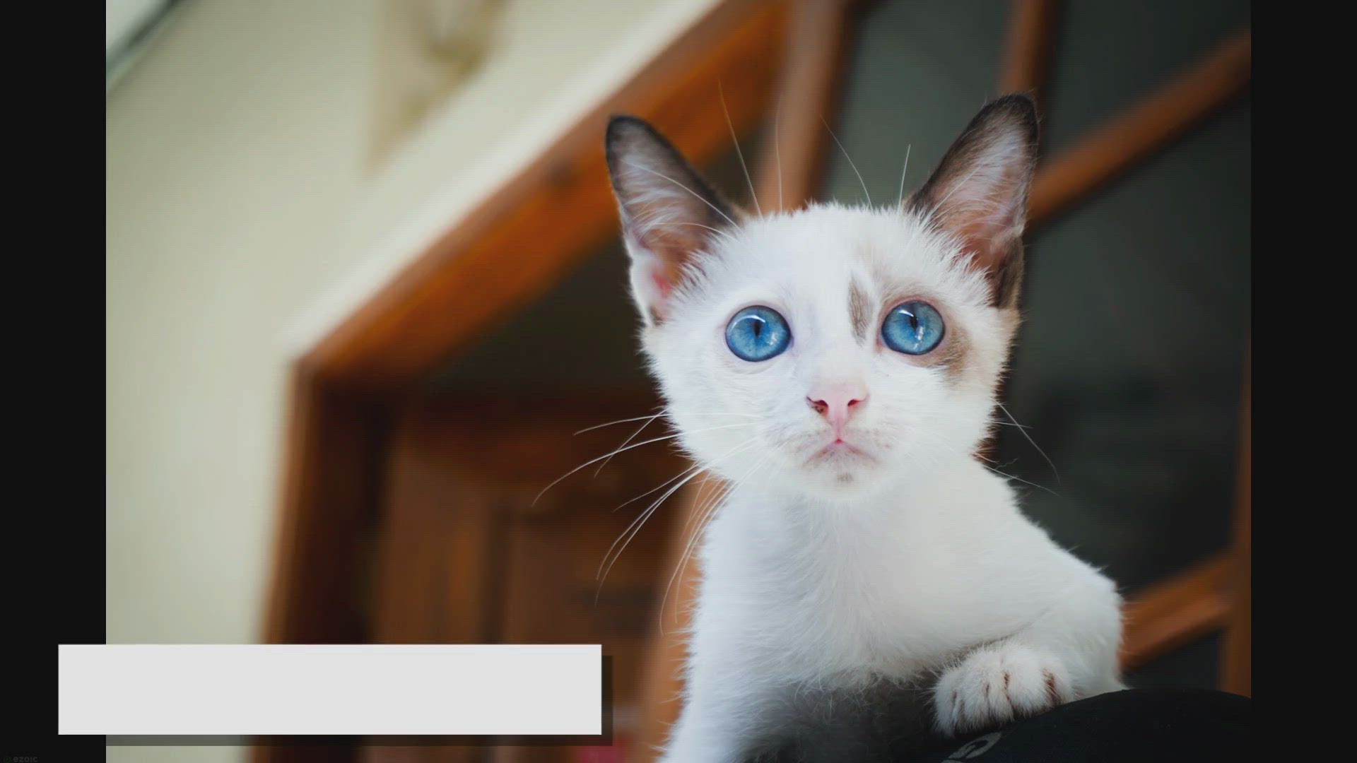 'Video thumbnail for The Size of Ragdoll Cats: What to Expect as They Grow'