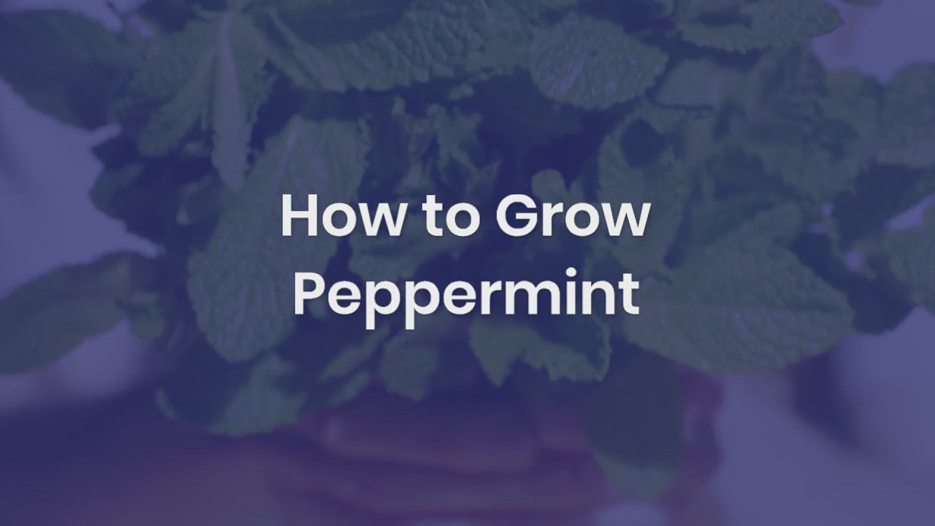 'Video thumbnail for How to Grow Peppermint in Your Garden'
