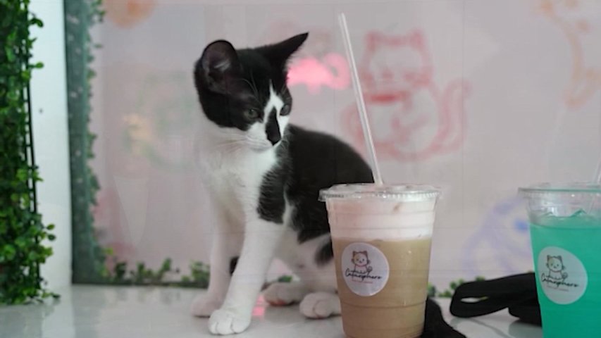 Video thumbnail for Collingswood's "Catmosphere" provides a place to unwind with adoptable cats