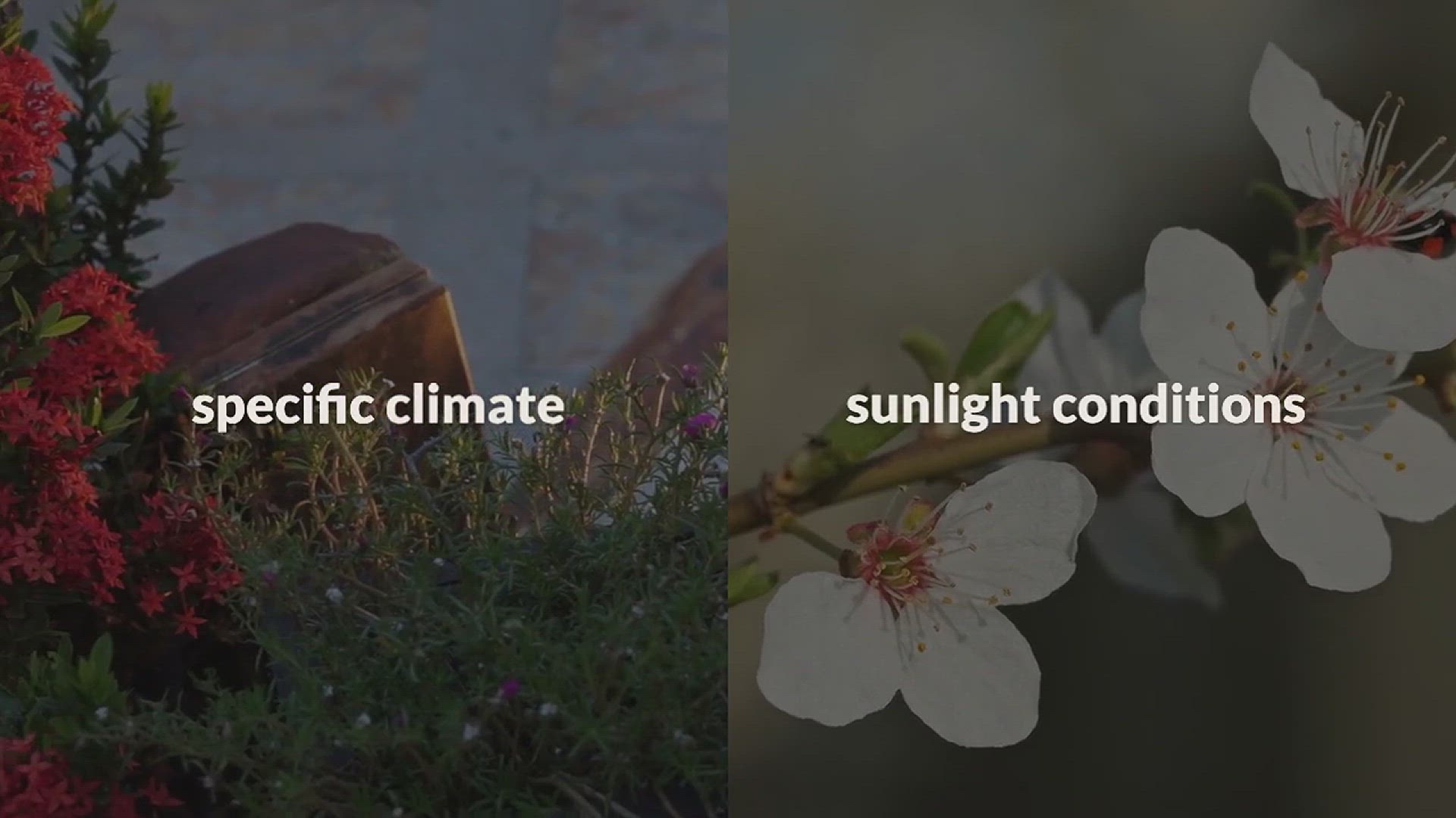 'Video thumbnail for Summer Garden Tips'