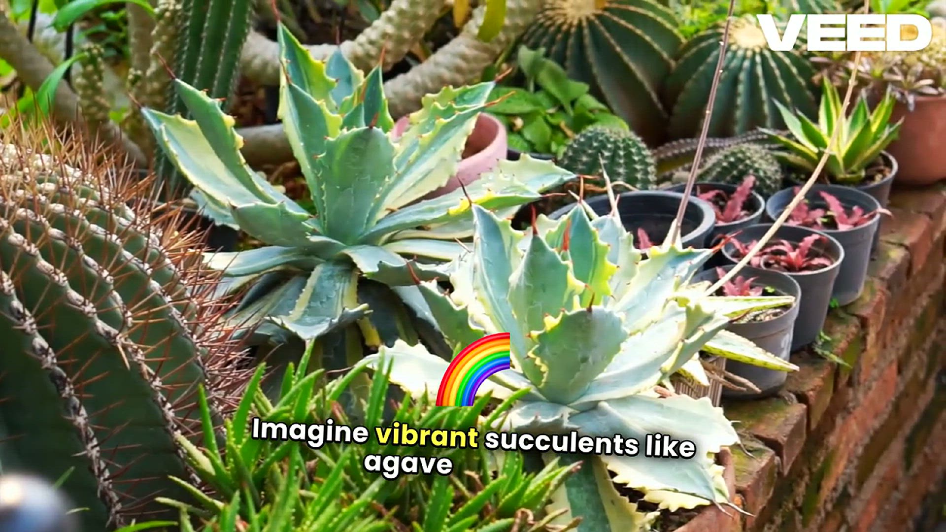'Video thumbnail for Desert Plants Garden'
