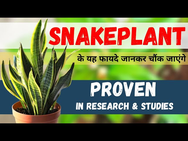 Video thumbnail for Snake Plant Benefits Proven In Research & Studies | #snakeplant के यह फायदे जानकर चौंक जाएंगे