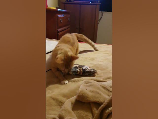 Video thumbnail for silly kitty #cat #ginger