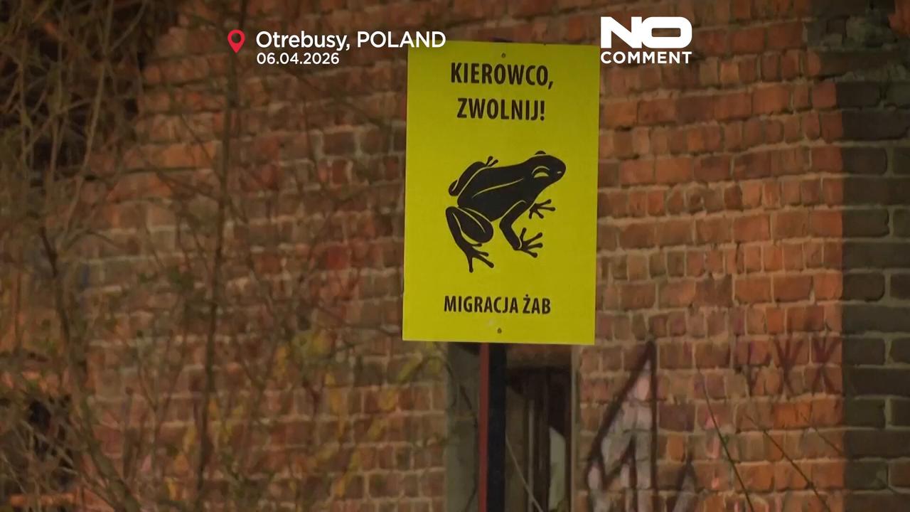 Video thumbnail for Poland: "Frog Patrol" saves thousands of amphibians during migration