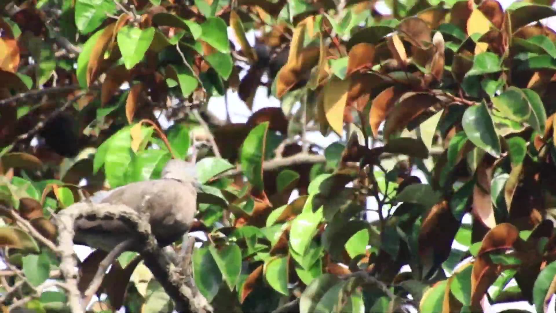 'Video thumbnail for In here dove bird wait other dove bird'