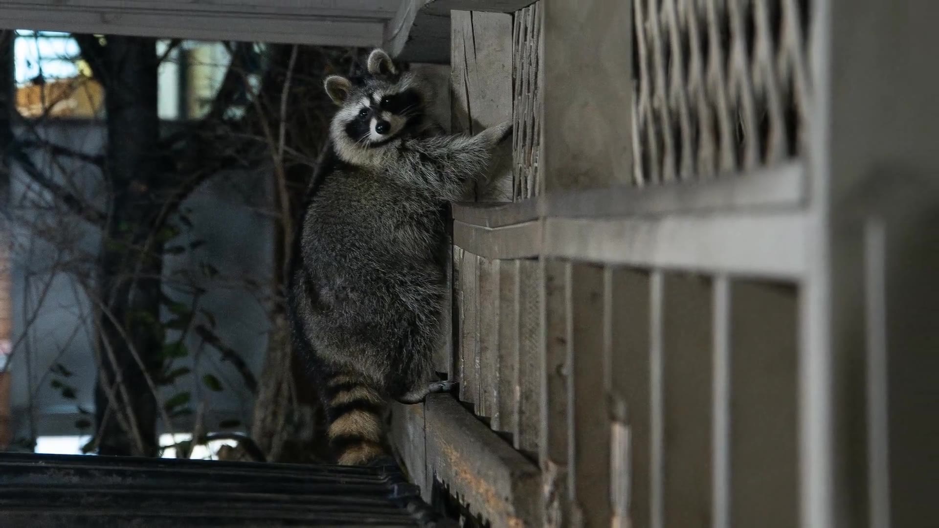Video thumbnail for How to Get Rid of Raccoons: Effective Strategies for Your Yard