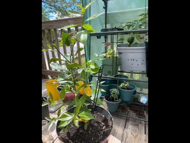 Video thumbnail for ￼ How to grow a lemon tree ￼ #beginnergardening #garden #growyourownfood #plants #gardeninggoals