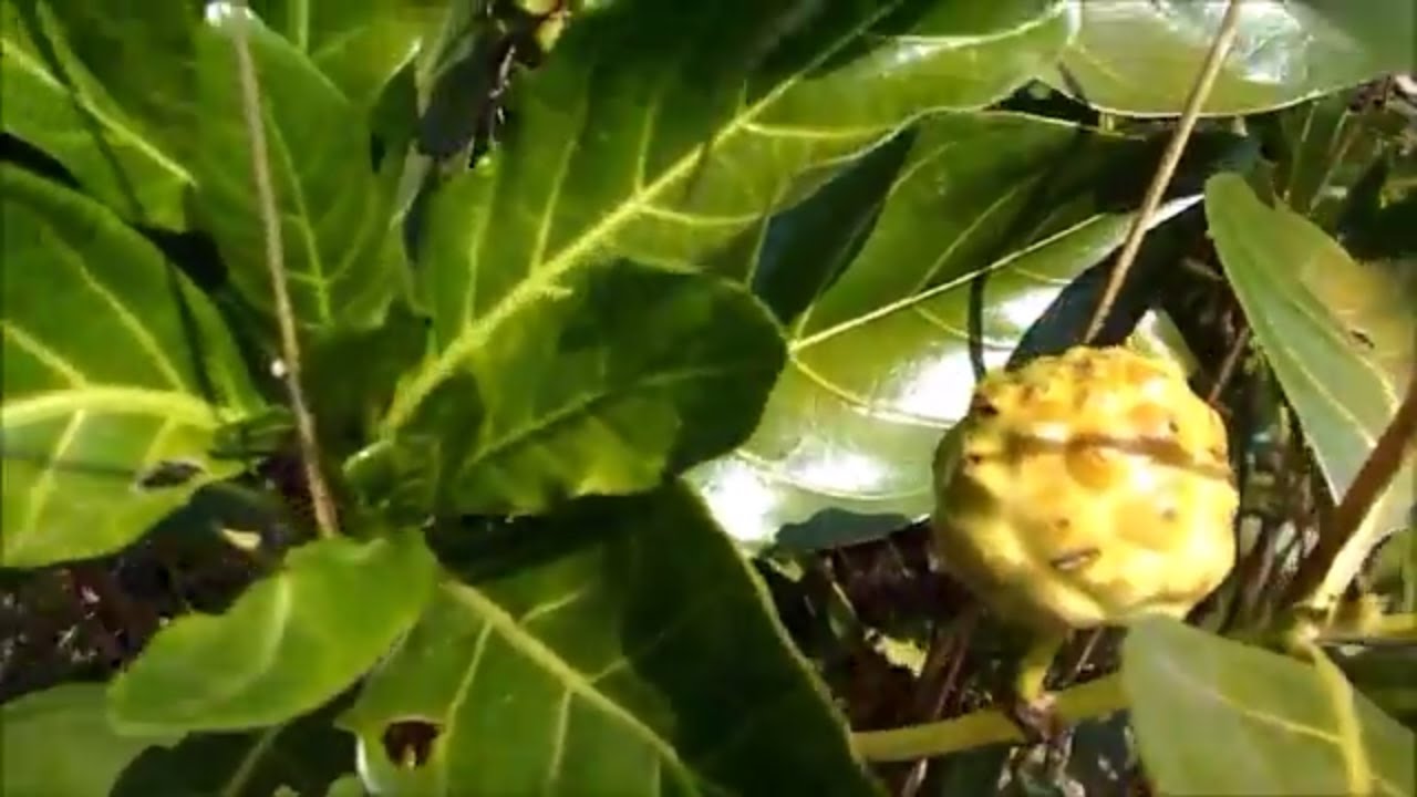 'Video thumbnail for Noni and other medicinal plants/Noni plant and fruit'