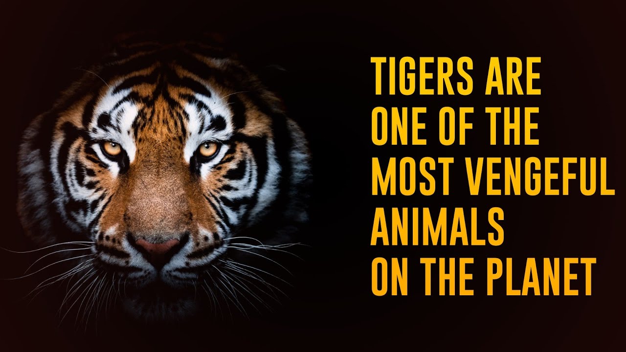 Video thumbnail for 12 Incredible Facts About Tigers