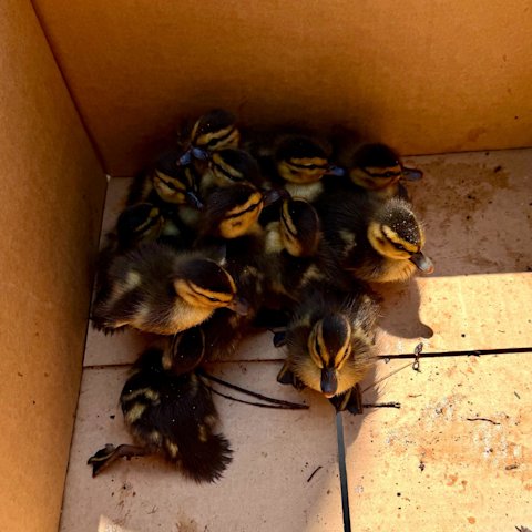 Video thumbnail for Firefighters rescue baby ducklings from Bay Shore storm drain