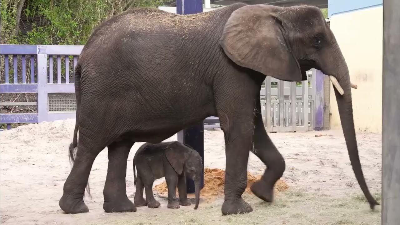 Video thumbnail for Disney’s Animal Kingdom Welcomes New Baby Elephant