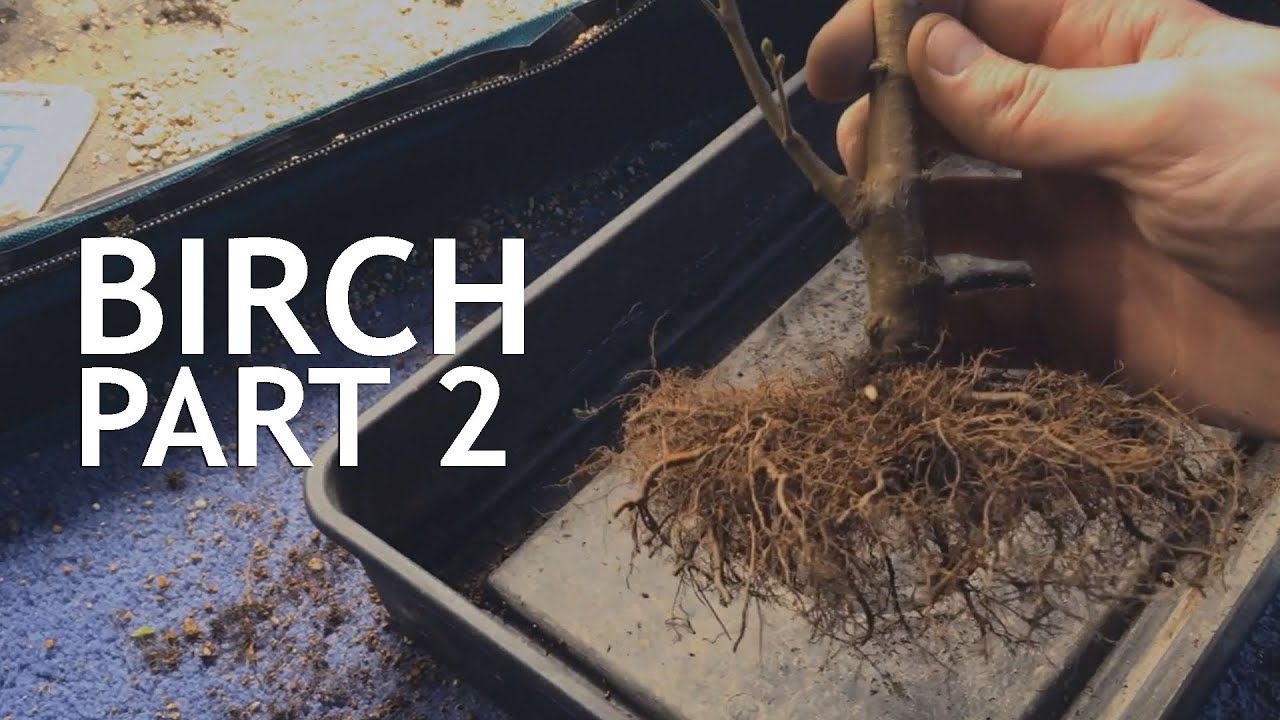 Video thumbnail for Birch from the "Grow It" Bonsai Seed Kit, Part 2