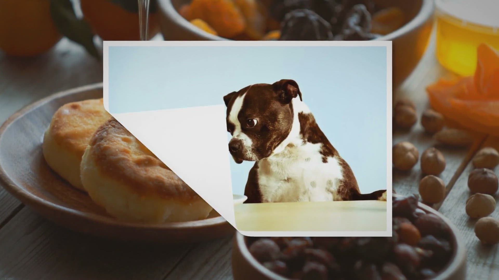Video thumbnail for Beware! Surprisingly Dangerous Foods That Can Harm Your Beloved Dog