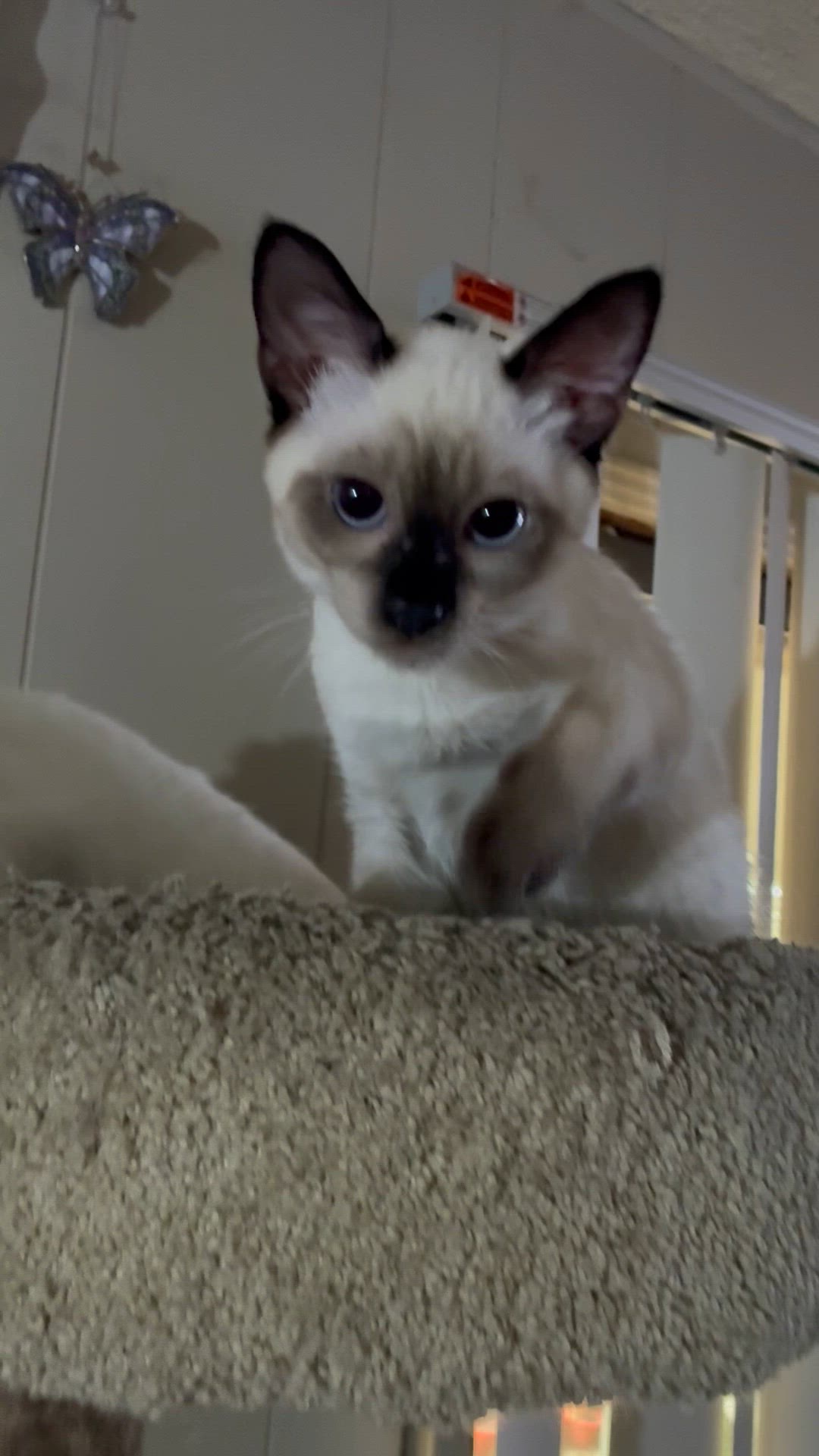 Video thumbnail for Sparky and Tulip again