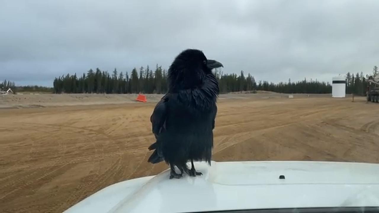 Video thumbnail for Strange Sounds From a Raven