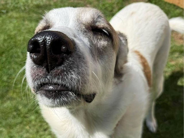 Video thumbnail for Paws & Pals: Meet Ms. Lady, a calm and well-mannered companion